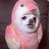 哈啰