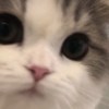 556