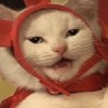 猫猫毛帽