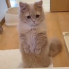 星辰