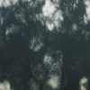 杜 钦