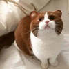 Meowmoew May