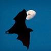 There's_a_moon_like _u