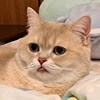 Iamannie