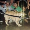 Doggg