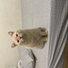 粉红泡泡