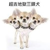Aron_Zheng