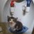 BOHAN_39