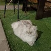 BELLA(⁎⁍̴̛ᴗ⁍̴̛⁎)