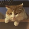 家雀