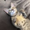 詹振旸
