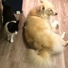 陈欣廷