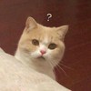 柚子