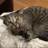 小叶