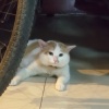 n.