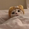 Cy熊