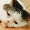 fuzzface