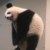 大何何