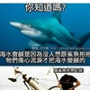 深海的鲨鱼