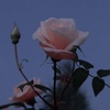 Demmy_0220