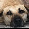 Doge228