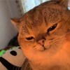 哇咔哇啦