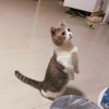 万能桃