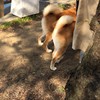 实习医生豆豆
