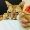 Eddie.Hang