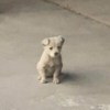断电小熊