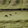 风咧吹