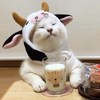 兜