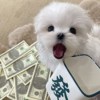 rongrong