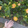 Babyflower