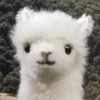 Gifted alpaca