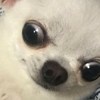 Gina