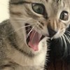 龙冈少年眼睛斜