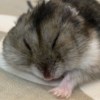 HSUN