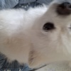 Hima