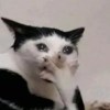 Hui