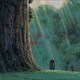 twilight_bird_ocd