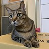 屋