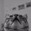 Jasmieee