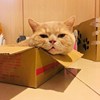 lockcai
