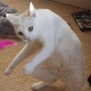 TL