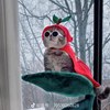 熊猫