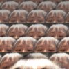 ʜᴀᴘᴘʏ
