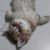猫与星与你
