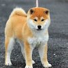 柯基是只狗