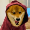 金苍鳅